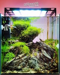 Java moss yang berukuran 20 x 20 harga 5 ribu sangat murah. Great Rock Scape Tank Size 40x40x40 Cm Aquascape Design Aquascape Tank Design