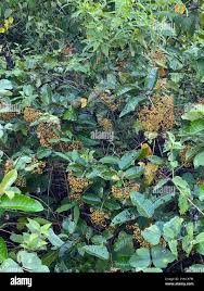 Image result for Harungana madagascariensis