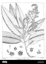 Image result for Mangifera indica