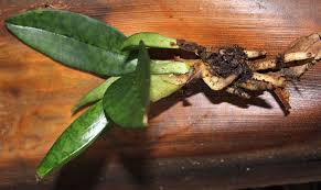 Image result for Oeceoclades maculata × quadriloba