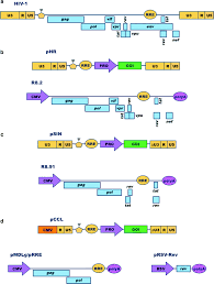 Proviruses generated are more difficult to induce, posing a. Lentiviral Vectors Springerlink