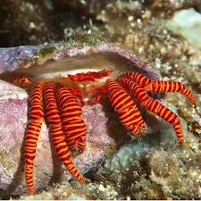 Halloween Hermit Crabs Are Usually Found In Cone Shells And Are One Of The More Colorful Smaller Hermit Crabs They Ar Ocean Dwellers Halloween Crab Small Pets