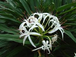 Image result for Crinum jasonii