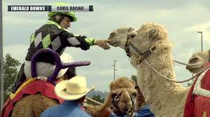 Watch these exotic animals race down the stretch. 2019 Emerald Downs Camel Race Youtube