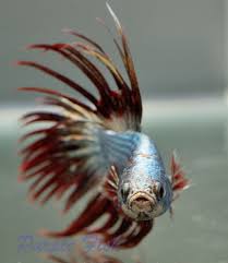 Amazing Silver Red Copper Crown Tail Male Betta Siamese Fighting Fish Siamese Fighting Fish Betta Fish Betta