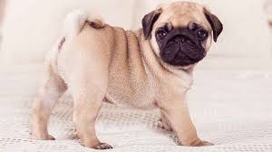Pug Kopek Cinsi Bakimi Ve Ozellikleri Kopek Turleri