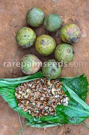 Image result for Pandaceae