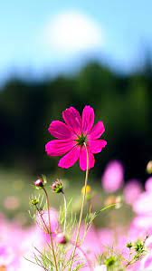 Where can i download flower wallpapers for free? Best Flowers Iphone Hd Wallpapers Ilikewallpaper