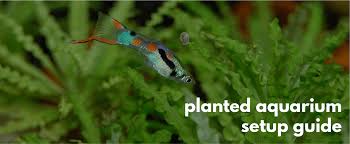 Shop online now & save! How To Set Up A Planted Aquarium Step By Step Guide