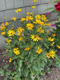 Image result for Oxyanthus goetzei