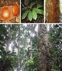 Image result for Gilbertiodendron