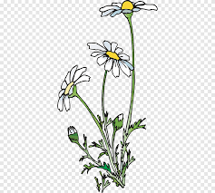 25 520 просмотров 25 тыс. Common Daisy Poetry Ecstasy S Herbaceous Plant Branch Png Pngegg