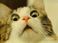 images?q=tbn:ANd9GcSXLsdWySw-y47oESy7V3J