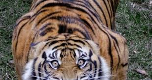 tiger the beauty おしゃれまとめの人気アイデア pinterest 天然万華鏡 虎の写真 虎の絵 大きい猫