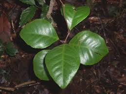 Image result for Embelia libeniana