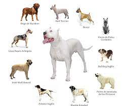 antonio martinez picked the cordoba fighting dog to be the base for the breed this breed is extinct today but it was said t dog breeds bully breeds dogs dogs