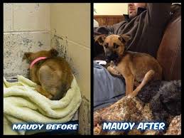Angels Among Us Pet Rescue Here S More Of Maudy Before Cold And Scared Too Scared To Even Show Her Face After Snuggled Up To Her New Foster Love Your Pet