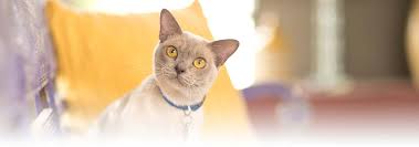 However, some cats will prefer to stay indoors and others will need to remain how to deter your cat from hunting. Tips For Letting Your Cat Go Outdoors Hill S Pet