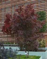 Japanische Ahorne Gunstig Aus Der Baumschule Online Kaufen Dachgarten Gartengestaltung Baume Garten
