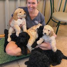There's a veterinary clinic outside moscow. Pets And Vets Wa Remember To Vaccinate Your Pets These Little Fur Balls Visited Exmouth Vet Clinic Recently For Their Puppy Vaccinations And Cuddles With Dr Katy Facebook
