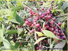 نبات حامول منعكس او الافعى العملاقة cuscuta reflexa قسم النبات المائي النبات معلومان عامه معلوماتية plants grapes calendula