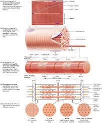 Skeletal Muscle Skeletal Muscle Anatomy Skeletal Muscle Muscle Anatomy