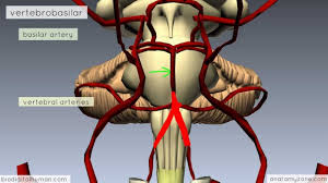 Circle Of Willis 3d Anatomy Tutorial Anatomy Tutorial Human Anatomy And Physiology Anatomy