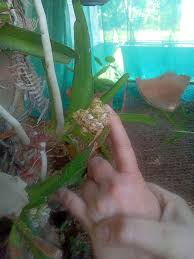 Image result for Eulophia hirschbergii