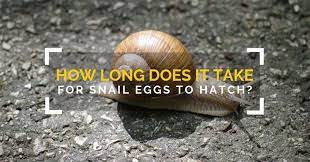 How Long Does It Take For Snail Eggs To Hatch Snail Eggs What Do Snails Eat