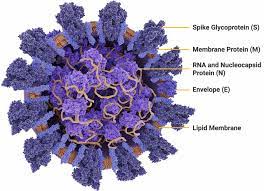 Antibody test (aka serology test or blood test) this test looks for antibodies to the coronavirus. Sars Cov 2 Serology Tests Covid Testing Covid Serology Covid 19 Molecular Tests