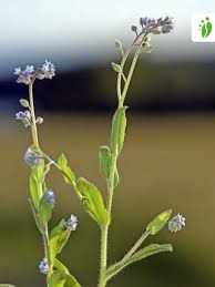 Check spelling or type a new query. Field Forget Me Not Myosotis Arvensis Flowers Naturegate
