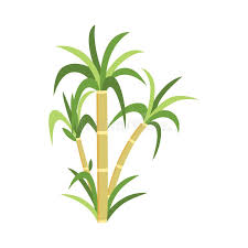 Sugar Cane Plant Drawing Stock Illustrations 168 Sugar Cane Plant Drawing Stock Illustrations Vectors Clipart Dreamstime Easy landscape drawing for kids and beginners|learn house and nature simple painting how to draw an easy landscape for kids and beginners in this tutorial yo. sugar cane plant drawing stock