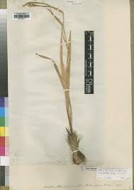 Image result for Gladiolus unguiculatus