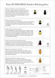 Rare Uk Bumblebee Identification Chart Bee Save The Bees