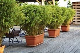 Bamboos are asian natives, but many species grow in the united states. Growing Bamboo In Containers How To Care For Bamboo In Containers