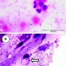 Jai Mathur's research works