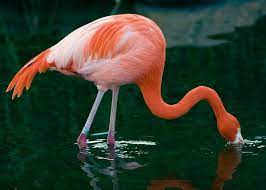 For Some Species You Really Are What You Eat Science Smithsonian Magazine