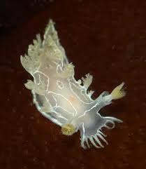 Image result for Tritonia moggii
