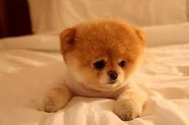 Grossartigster Hund Der Welt Der Grossartigster Hund Welt Boo The Dog Boo The Cutest Dog Very Cute Dogs