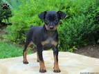 Miniature Pinschers for Sale | Dogs on Oodle Classifieds