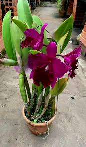 Image result for Eulophia seleensis