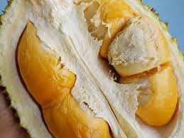 Sementara itu berhubung isu bekalan oksigen di wad pula, beliau berkata ketika ini bekalan oksigen sama ada jenis piping atau silinder masih di tahap yang mencukupi. 9 Jenis Durian Di Malaysia Tip Tip Untuk Memilih Durian Yang Terbaik