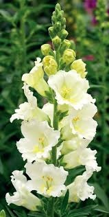 Check spelling or type a new query. 150 Snapdragons Ideas Snapdragons Snapdragon Flowers Flowers