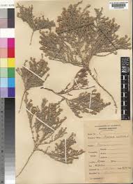 Image result for Cressa cretica