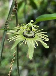 Image result for Passiflora suberosa