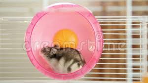 Do your cat lacks exercise or eats too much?try. Hamster Wheel Stock Footage Videos 110 Stock Videos