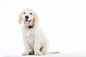 Gehen sie durch und geben sie ihre bestellung auf Golden Retriever Welpen Welpenknigge De