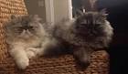 Available Persian Kittens For Sale & Cats For Adoption ...