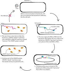 This is because animal cells have less of a need to store water than plant or fungal cells. What Bacteria Do When They Get Sick Frontiers For Young Minds