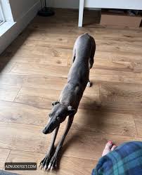 LIV AGAR Feet AZNudeFeetsexiezpix Web Porn